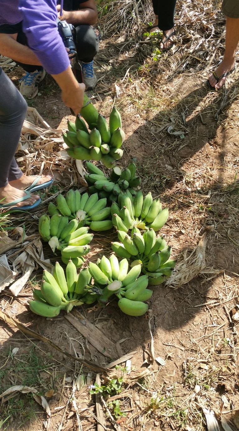 banana harvest.jpg