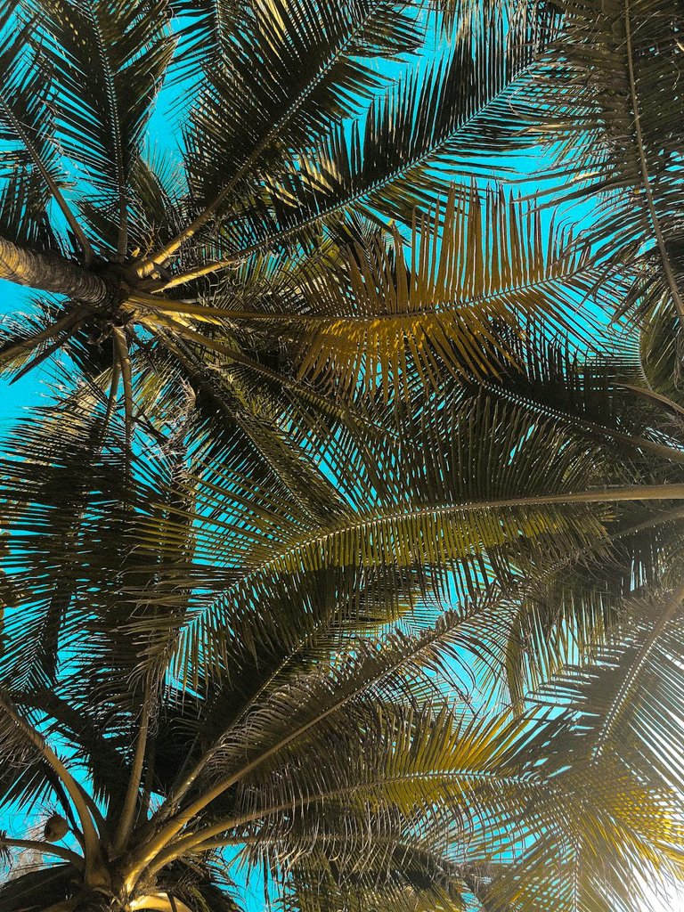 pexels-photo-1862695.jpeg