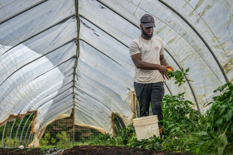 free-photo-of-farmer-harvesting-vegetables-inside-greenhouse.jpeg