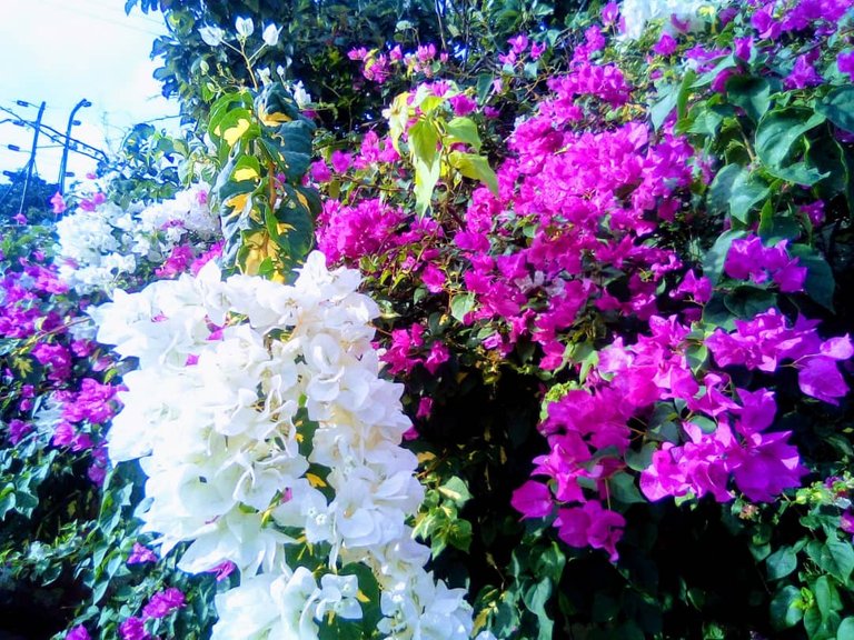 trinitarias.jpg