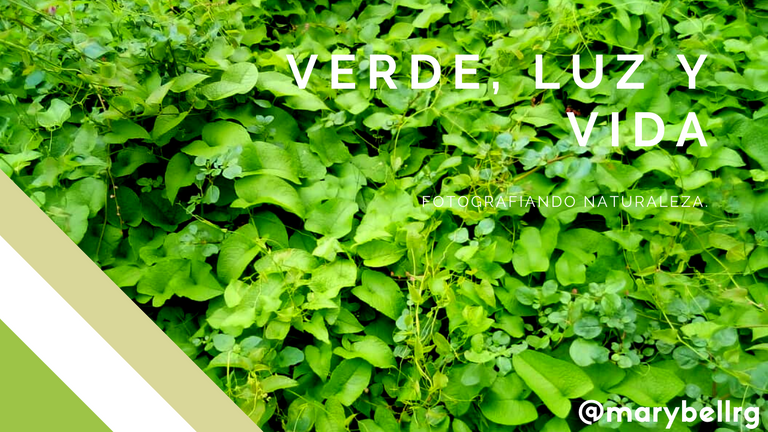 VERDE, LUZ Y VIDA (1).png