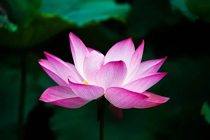 lotus-978659__480 (1).webp