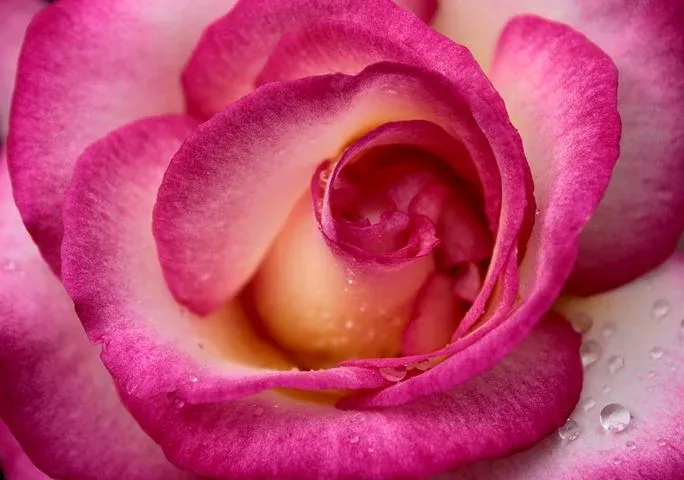 pink-rose-4268318__480 (1).webp