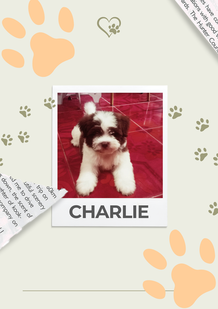 Green Scrapbook Missing Dog Poster_20250822_135652_0000.png