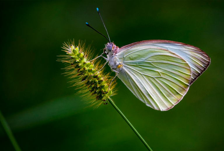 Mariposa en el jardín by marlonpadron - VIEWBUG.com — Mozilla Firefox 20_02_2023 7_47_36 (4).png