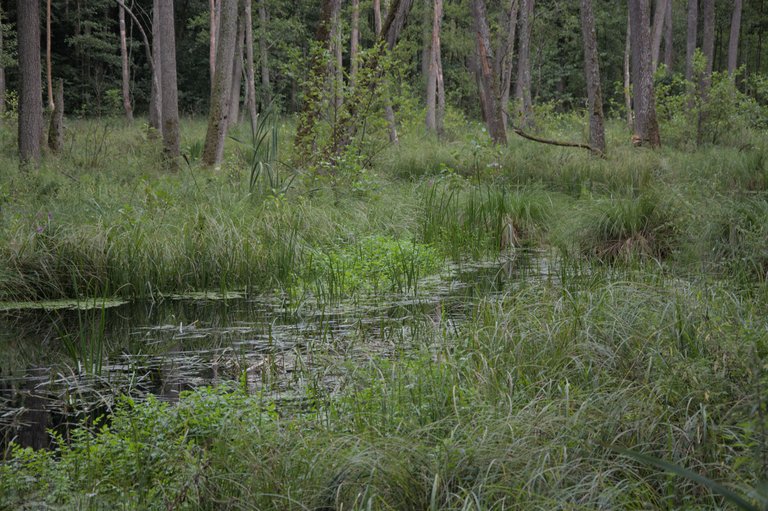 DSC_0081.jpg