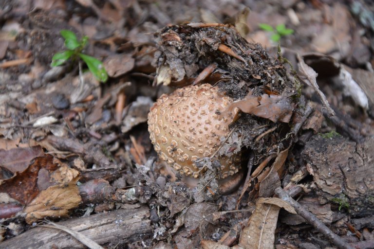 DSC_0103.jpg