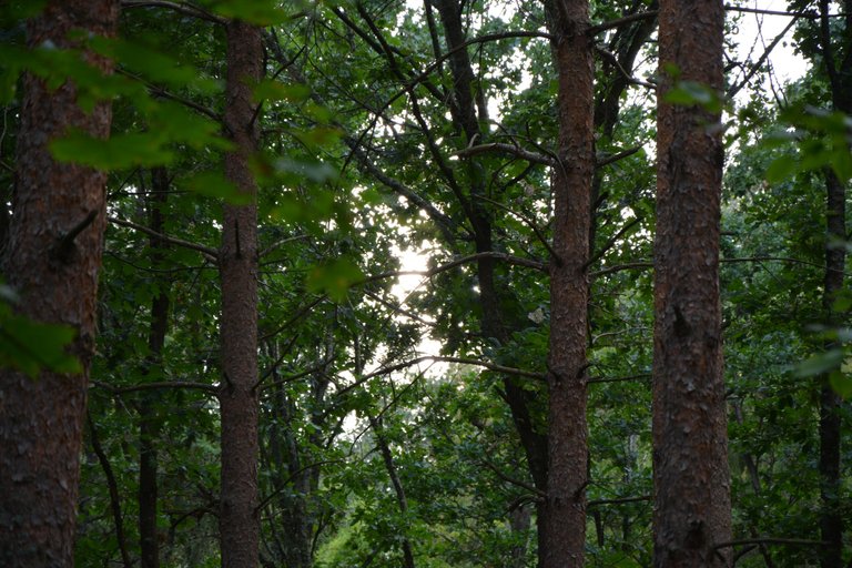DSC_0121.jpg