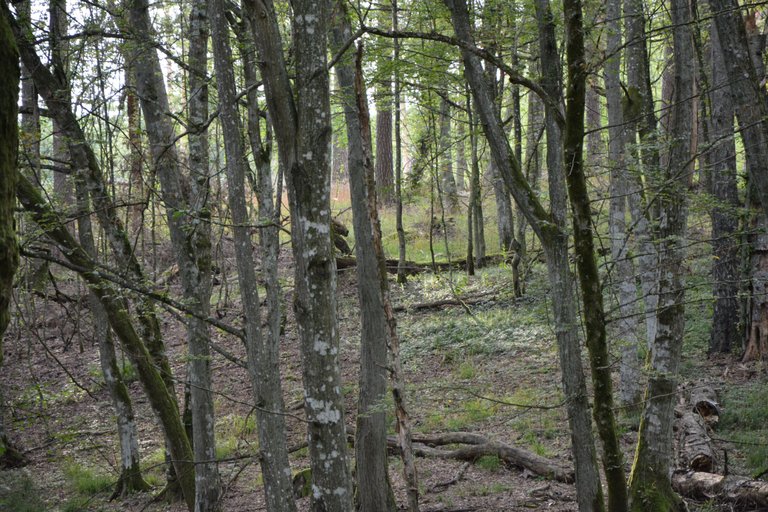 DSC_0105.jpg