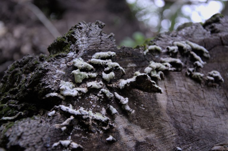 DSC_0071.jpg