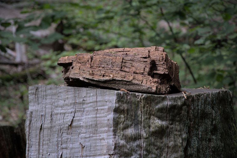 DSC_0079.jpg