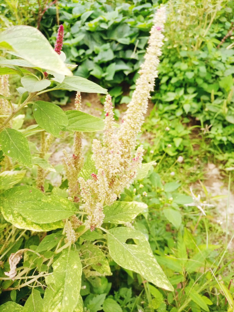 IMG_20250728_135550_648.jpg