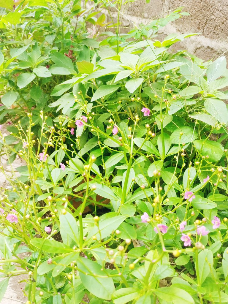 IMG_20250709_121810_072.jpg