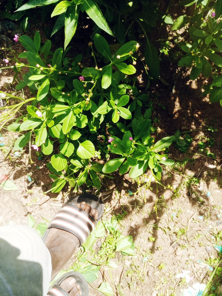 IMG_20250715_112717_926.jpg