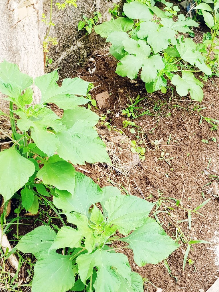 IMG_20250608_121759_661.jpg