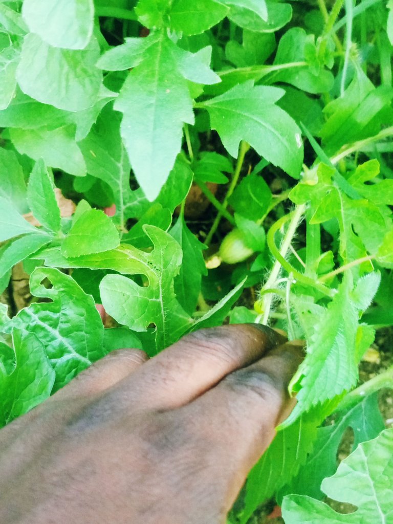 IMG_20250619_185254_098.jpg