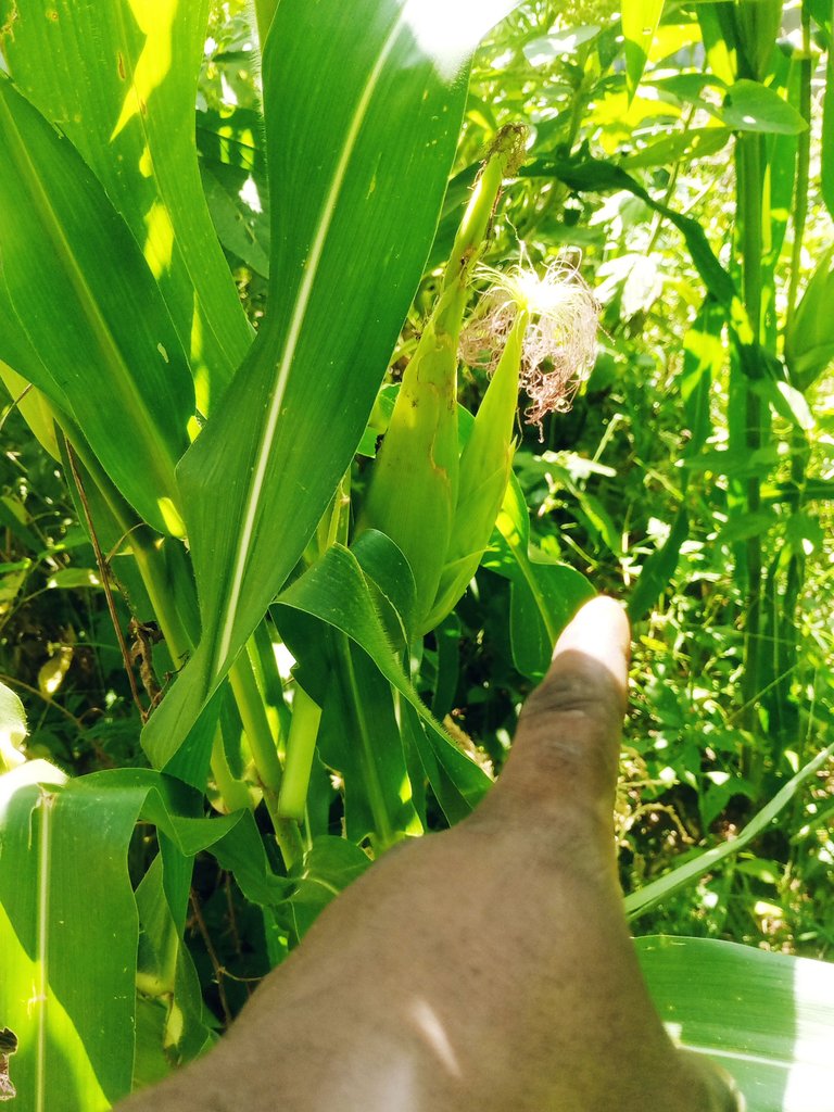 IMG_20250715_101721_605.jpg