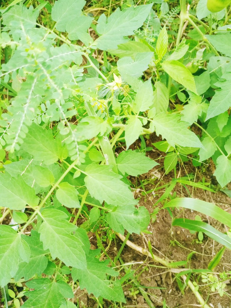 IMG_20250708_143801_900.jpg