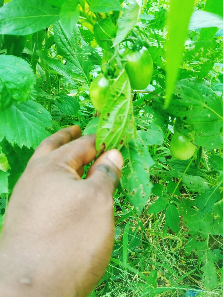 IMG_20250708_143837_318.jpg