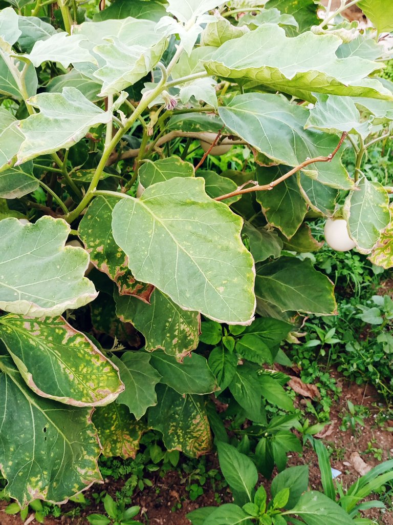 IMG_20250514_181048_308.jpg