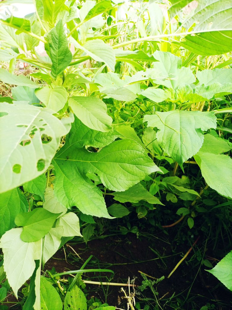 IMG_20250613_101042_624.jpg