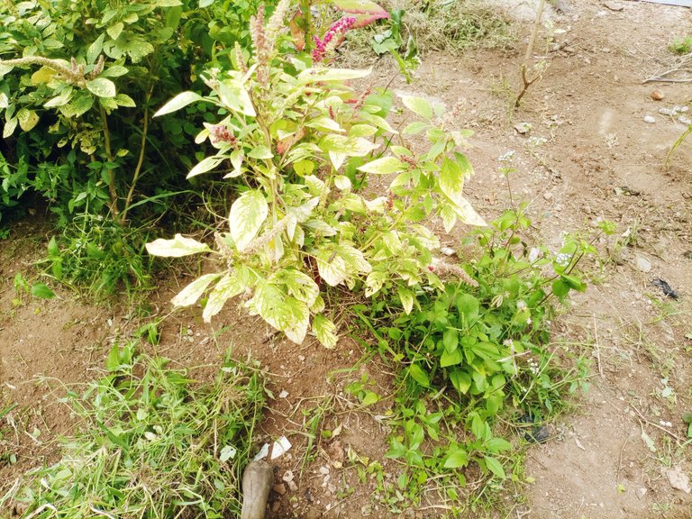 IMG_20250818_124546_578.jpg