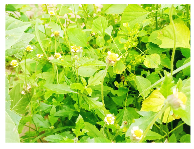 Screenshot_20250720-112048.png
