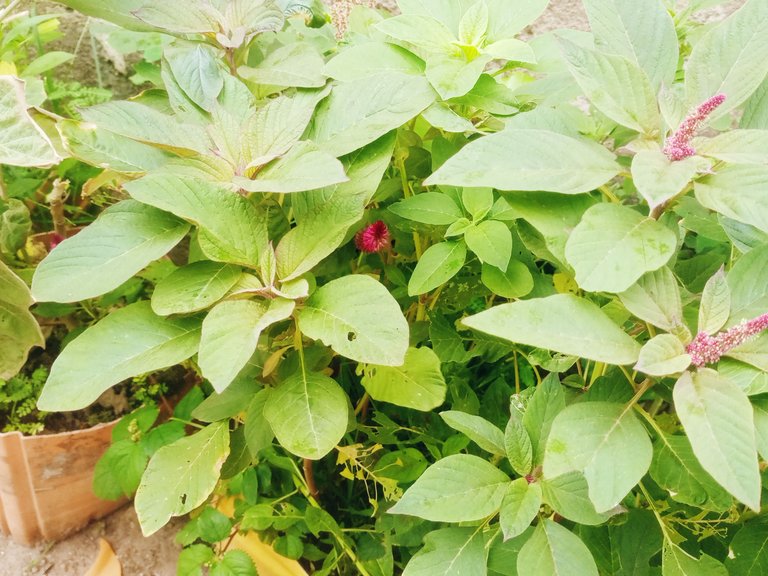 IMG_20250703_091505_655.jpg