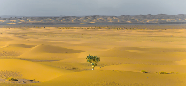 Arbol en el desierto como simbolo de Esperanza