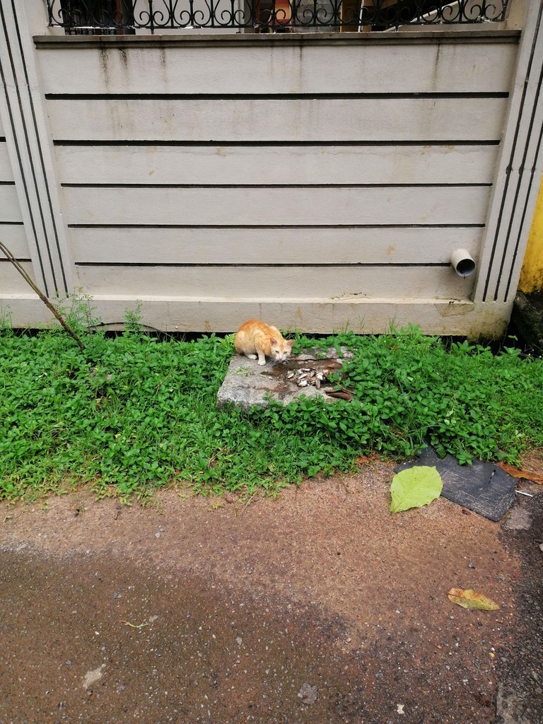 IMG_20210711_111804.jpg