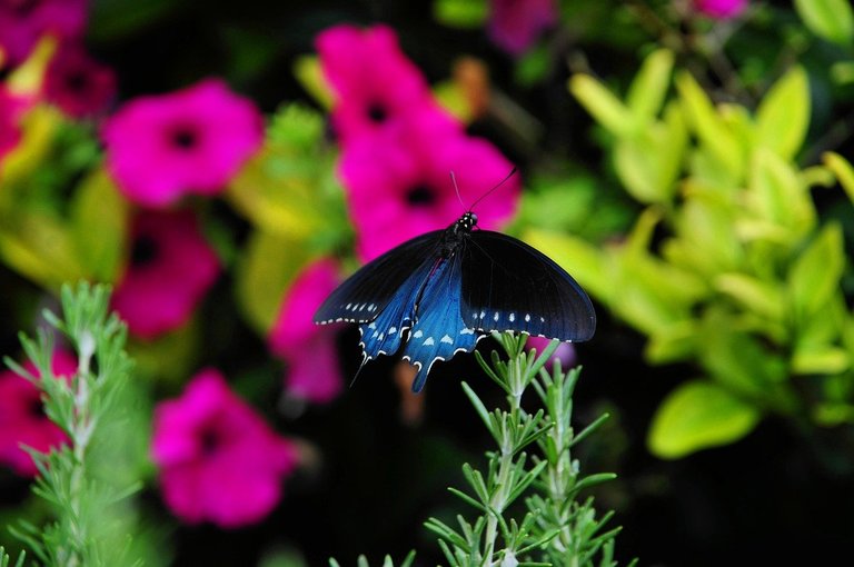 butterfly-9498705_1280.jpg