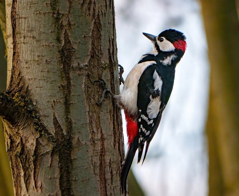 great-spotted-woodpecker-9507481_1280.jpg