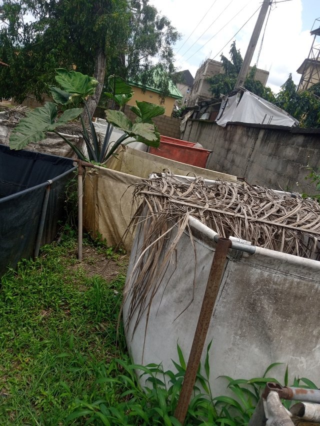 MY VISITATION TO FISH FARM