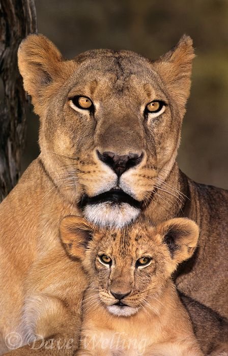 mom lion.jpg