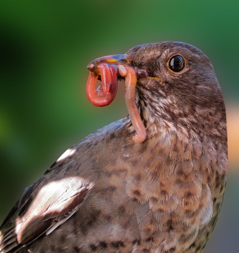 animals-3329900_1920.jpg