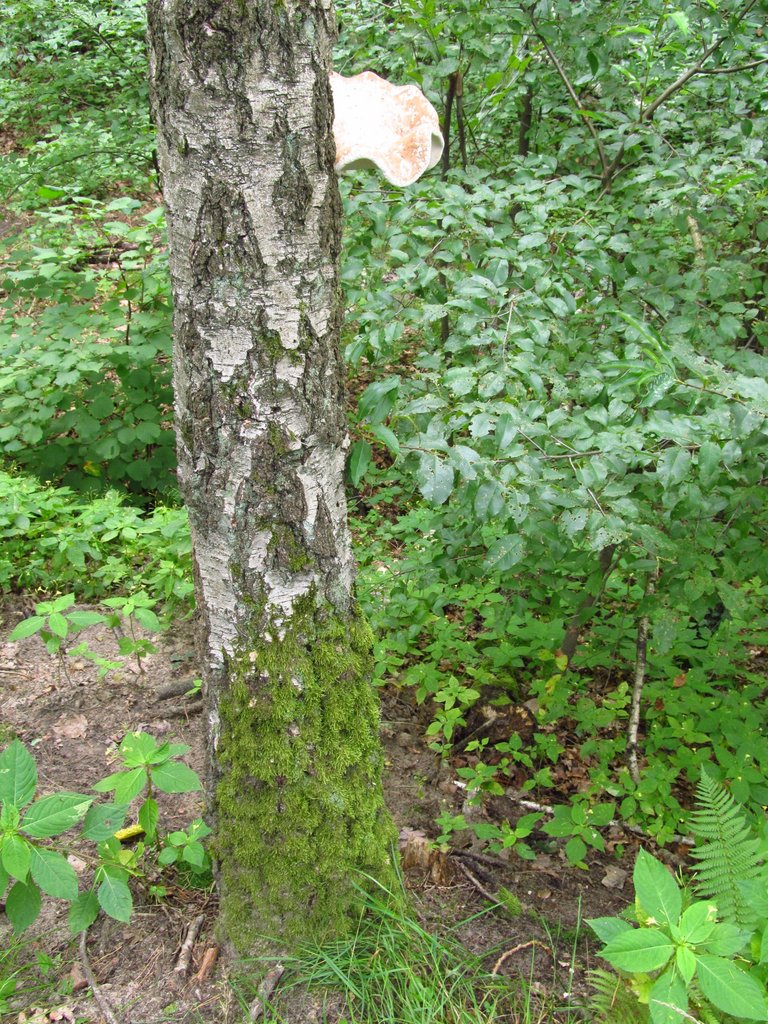 IMG_2405.JPG