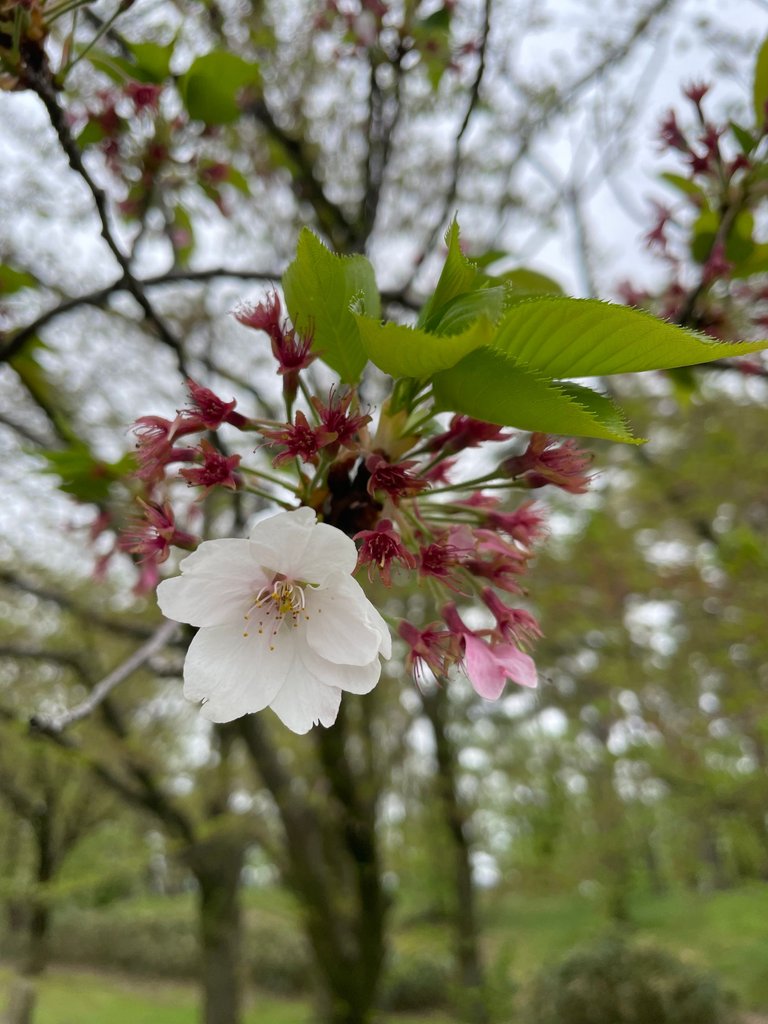 IMG_4550.JPG