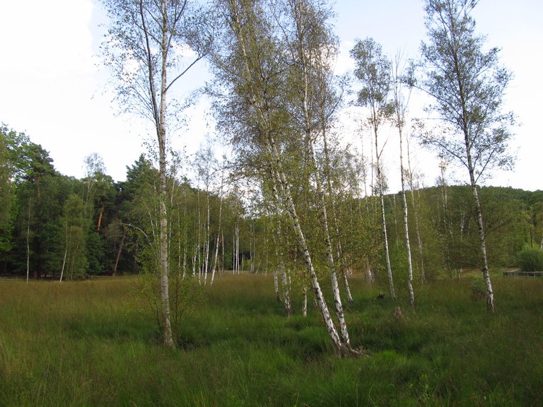 IMG_5371.JPG