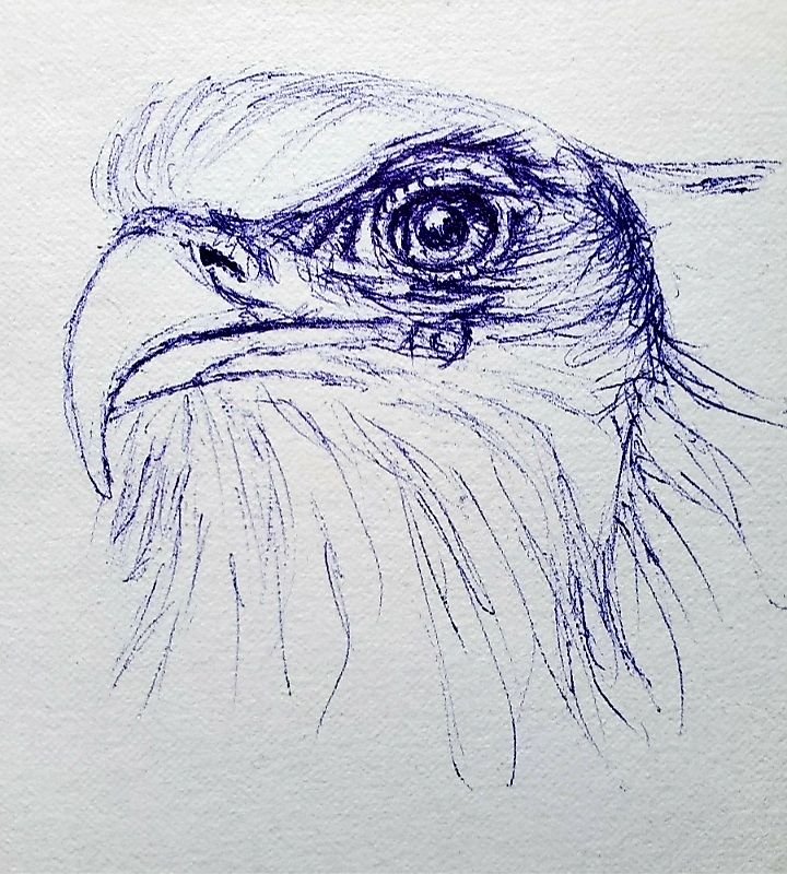 Eagle - Pen Drawing