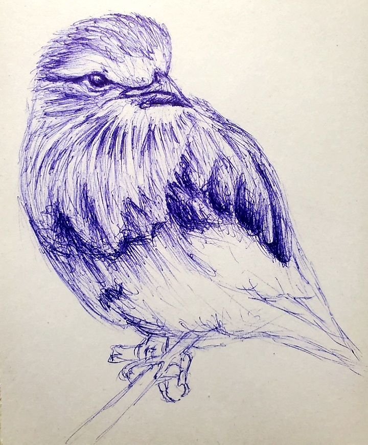 Drawing of a bird in ballpoint pen after photo and poem by Drycrickjournal   One Drawing Daily