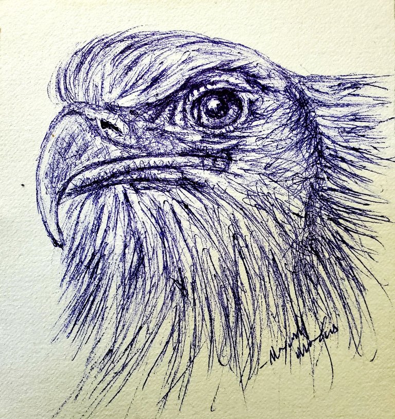 Eagle - Pen Drawing