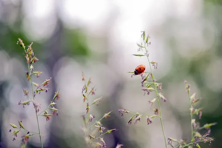 ladybug-5355655__480.webp
