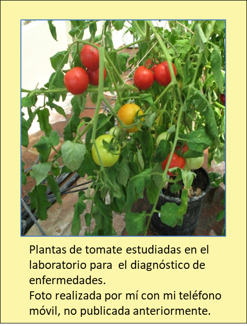 ES FIG 5 español tomates.png