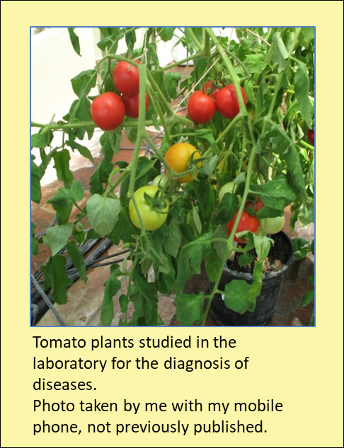 EN FIG 5 english tomatoes.png