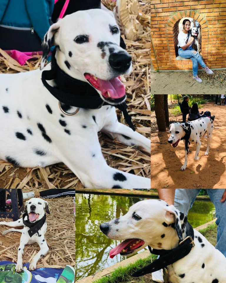 Live Collage_202533032435433.jpg