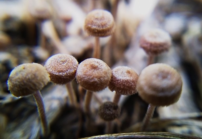 fungi2.jpg