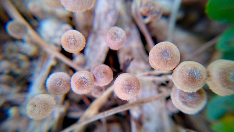 fungi3.jpg