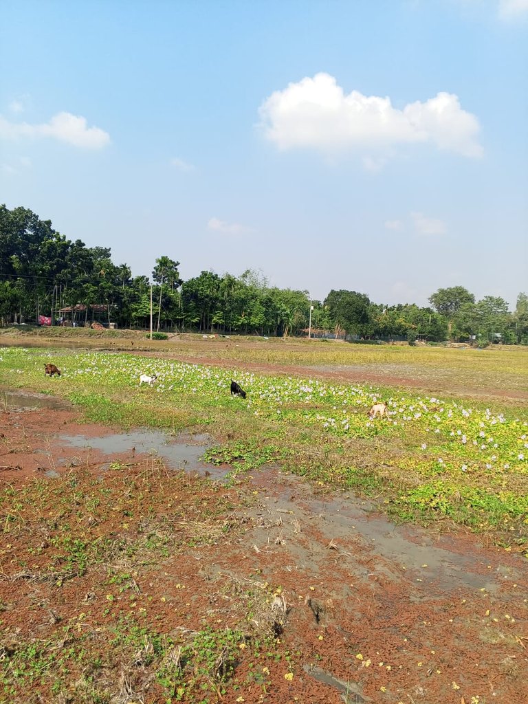 The combination of rice fields, and the animals' openness to nature and the environment..