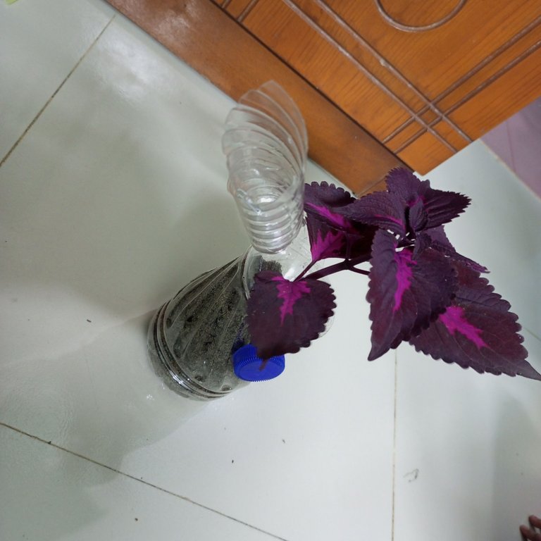 IMG_20250605_194822_765.jpg