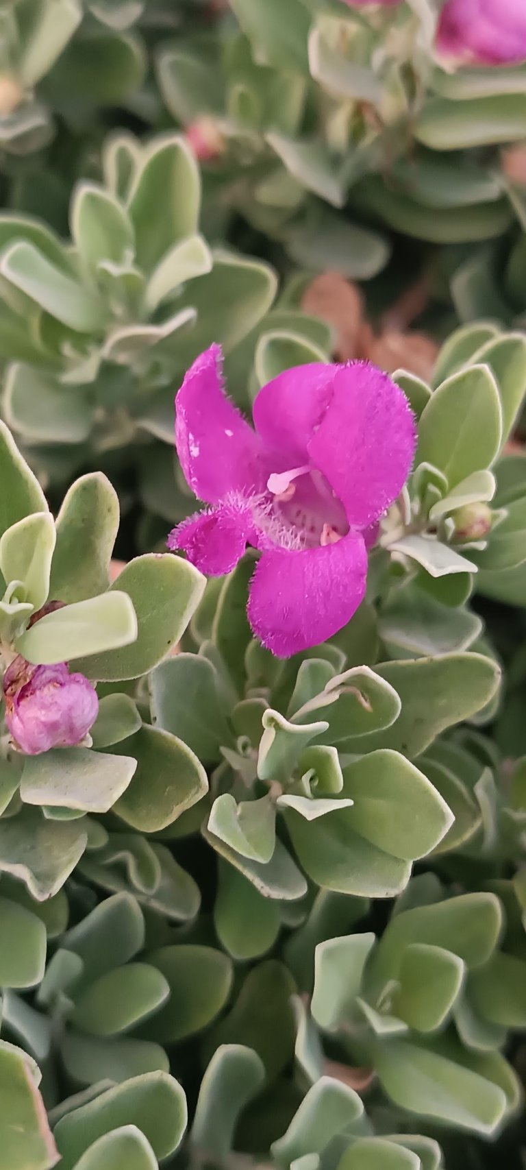 A beauty of flowers